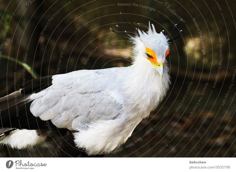 entzückender augenaufschlag | schöne sekretärin Tierliebe Farbfoto Außenaufnahme Licht Nahaufnahme Flügel Tierschutz Tierporträt hübsch Wildtier Natur Schnabel