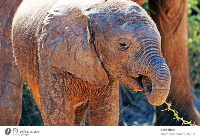 dumbo addo elephant national park Wildnis Natur Freiheit Elefant Tierschutz Tierliebe Elfenbein Elefantenhaut Elefantenbaby Fernweh exotisch