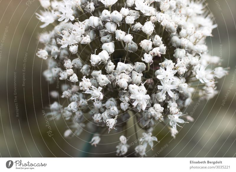 weiße Blume Umwelt Natur Pflanze Sonne Sommer Schönes Wetter Blüte Garten Wiese Blühend hell schön kalt nah natürlich rund trist Reinheit ästhetisch Farbfoto