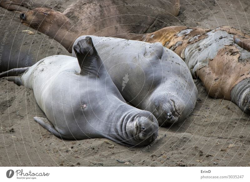 Elefantenrobben Stretch Sleep and Molt am Sandy Beach Leben Strand Meer Frau Erwachsene Natur Pelzmantel Lächeln schlafen Coolness lustig Farbe Seeelefant