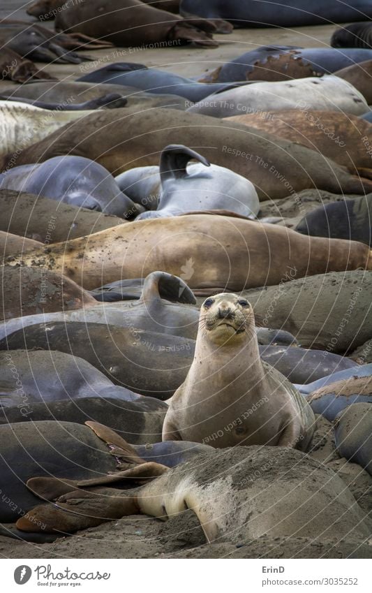 Einzelne Elefantenrobbe sitzt in einer schlafenden Kolonie. Leben Strand Meer Frau Erwachsene Natur Pelzmantel Lächeln Coolness lustig Farbe Seeelefant nördlich