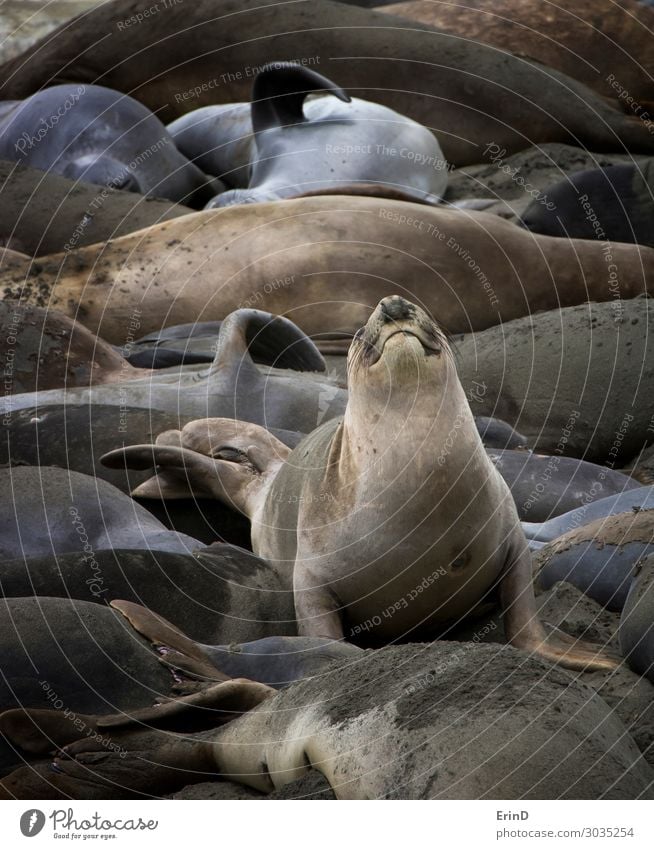 Lustiger Ausdruck auf Elefantenrobbe, die in einer schlafenden Kolonie sitzt. Leben Strand Meer Frau Erwachsene Natur Pelzmantel Lächeln Coolness lustig Farbe