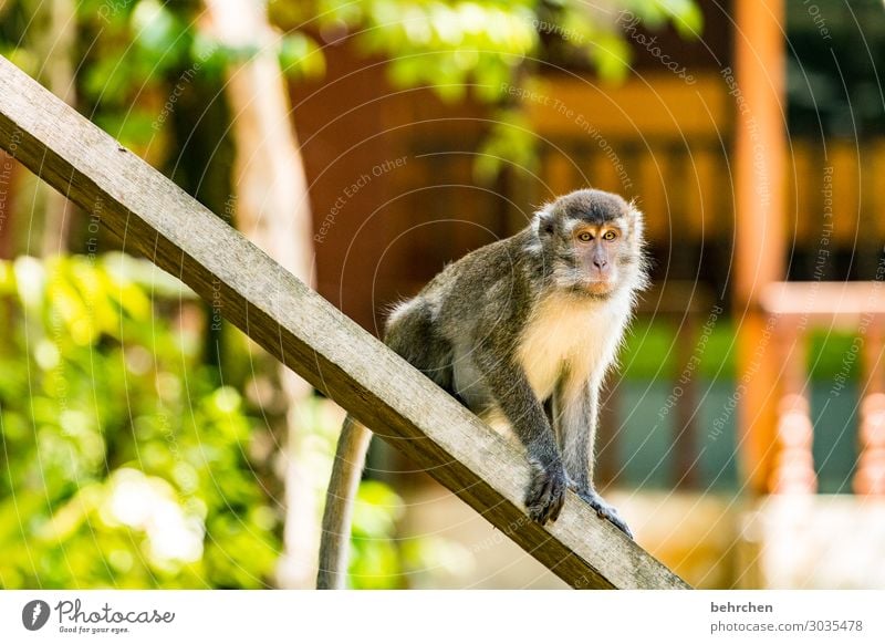 so ein affentheater! Wildtier Tiergesicht Fell Urwald Natur exotisch fantastisch Fernweh Tierschutz Tag Licht Farbfoto Unschärfe Tierporträt Sonnenlicht