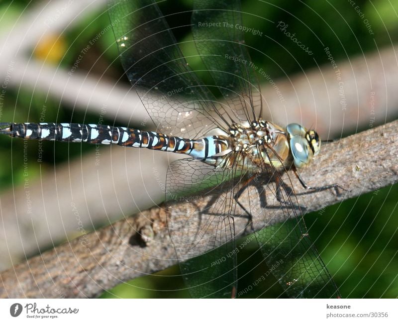 libelle Insekt libelle. hubschrauber zwieg Ast