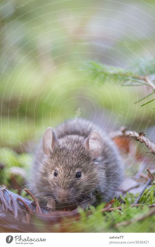 Wer raschelt da? Umwelt Natur Erde Pflanze Moos Grünpflanze Waldboden Tannennadel Tier Wildtier Maus Tiergesicht Nagetiere 1 beobachten hören klein niedlich