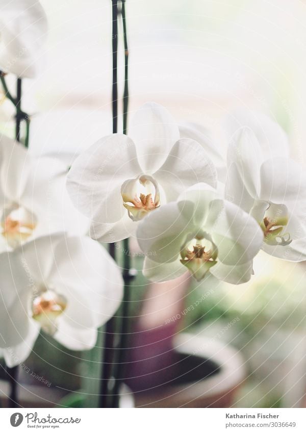 Orchideenblüten Natur Pflanze Blatt Blüte Blühend leuchten schön gelb grün orange weiß Farbfoto Innenaufnahme Menschenleer Morgen Tag