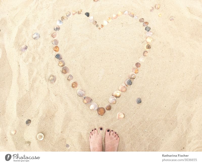 Herz Muscheln Sand Strand Natur Frühling Sommer Gefühle Liebe Strandzeichen Herzmuschel Fuß Sandstrand Sommerurlaub Zeichen Vertrauen Symbole & Metaphern