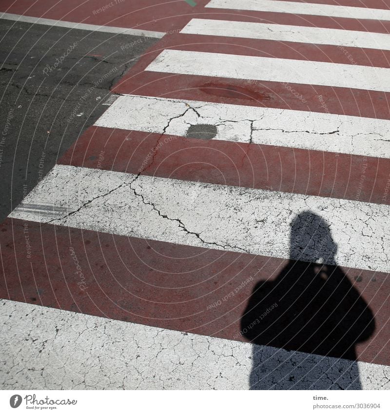 Zebras fotografieren | on the road again maskulin Mann Erwachsene 1 Mensch Verkehr Verkehrswege Fußgänger Straße Wege & Pfade Wegkreuzung Verkehrszeichen