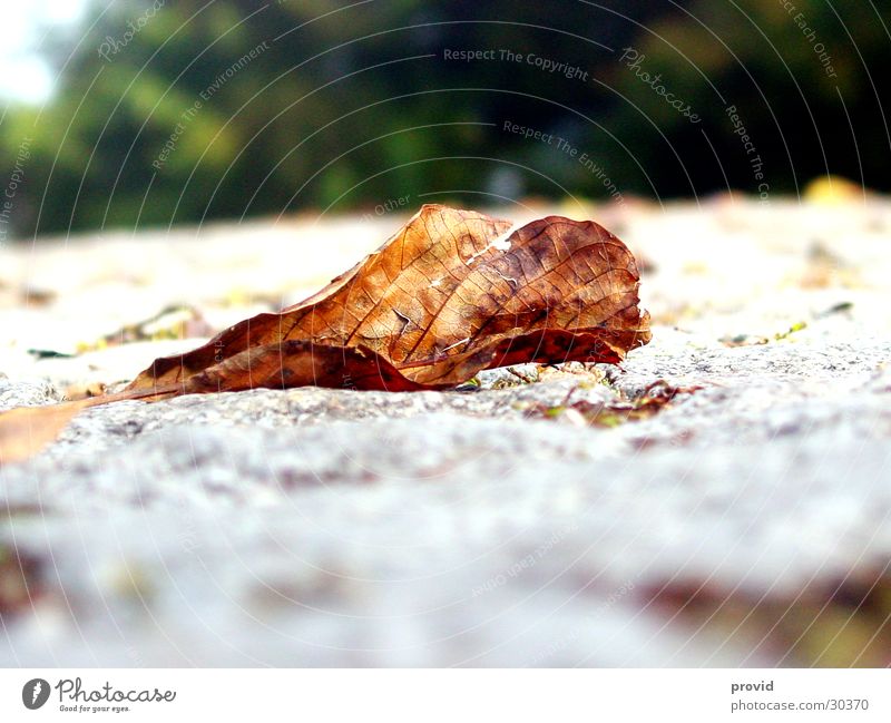 Herbstlaub Blatt Pflanze Baum Oktober Umwelt ruhig Natur