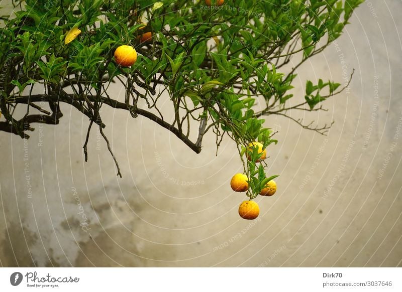 Vor der Ernte - Orangenbaum mit reifen Früchten Lebensmittel Frucht Ernährung Bioprodukte Vegetarische Ernährung Italienische Küche Ferien & Urlaub & Reisen