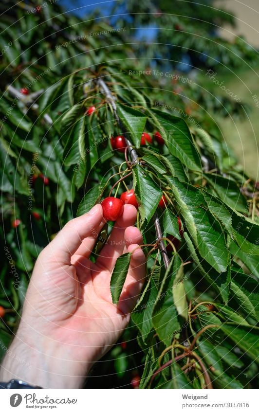 Kirschen Lebensmittel Frucht Marmelade Ernährung Essen Bioprodukte Slowfood Freundlichkeit Fröhlichkeit frisch Gesundheit trösten dankbar Verantwortung achtsam