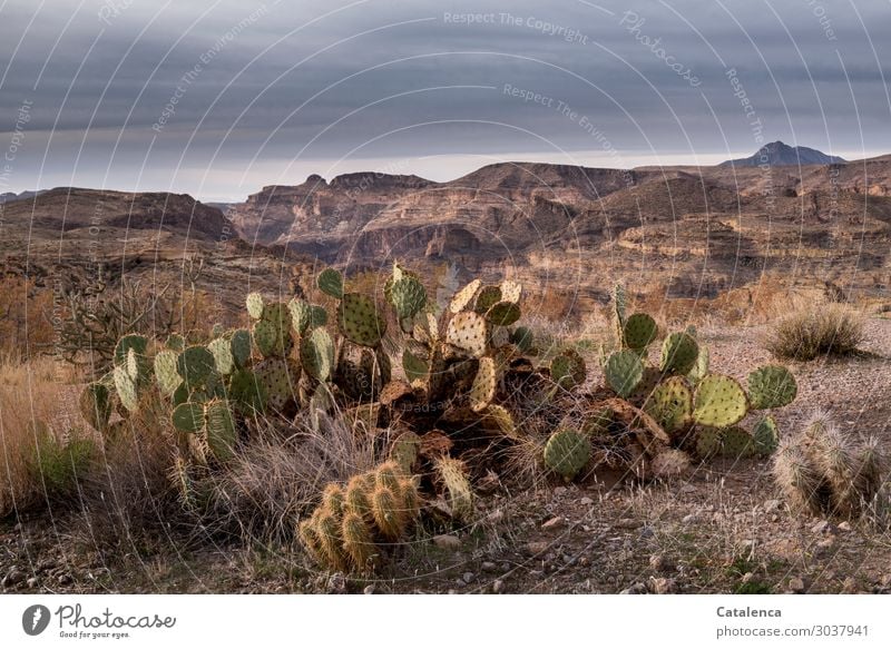 Opuntia wächst in der Wüste Berge u. Gebirge wandern Umwelt Landschaft Pflanze Sand Himmel Gewitterwolken Horizont Klima schlechtes Wetter Dürre Sträucher