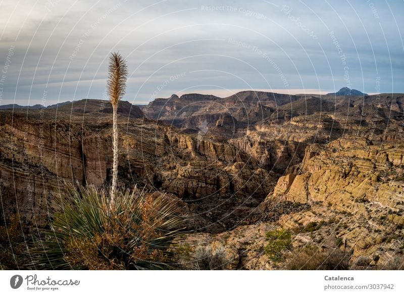 Eine Agave blüht am Rand einer Schlucht in der Wüste Blüte Pflanze Spitze Stachel Strukturen & Formen Dorn Blatt Canyon felsen Büsche Steine trocken heiß tief