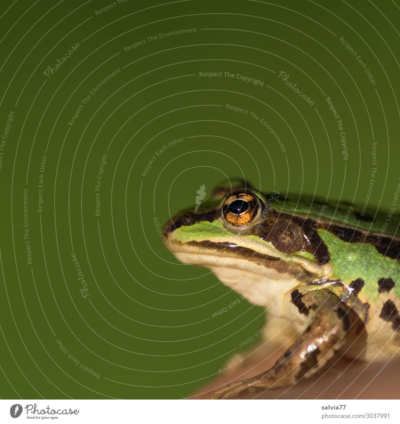 froschgrün Umwelt Natur Tier Wildtier Frosch Tiergesicht Amphibie Wasserfrosch Froschauge 1 beobachten Farbfoto Außenaufnahme Makroaufnahme Menschenleer