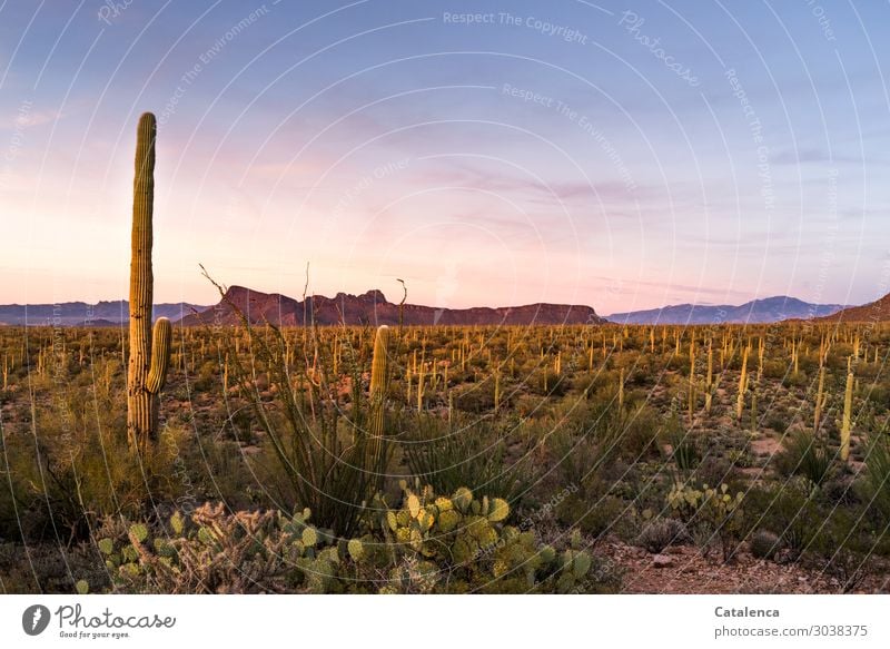 Abenddämmerung mit Kaktus Berge u. Gebirge wandern Umwelt Natur Landschaft Pflanze Sand Wolkenloser Himmel Sommer Klima Dürre Sträucher Wildpflanze Opuntia