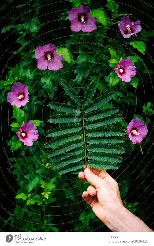 rosa Seidenbaumblatt und rosa Blüten Garten Mensch Mann Erwachsene Arme Hand Natur Pflanze Baum Blume Blatt Grünpflanze Park Straße hängen authentisch Coolness