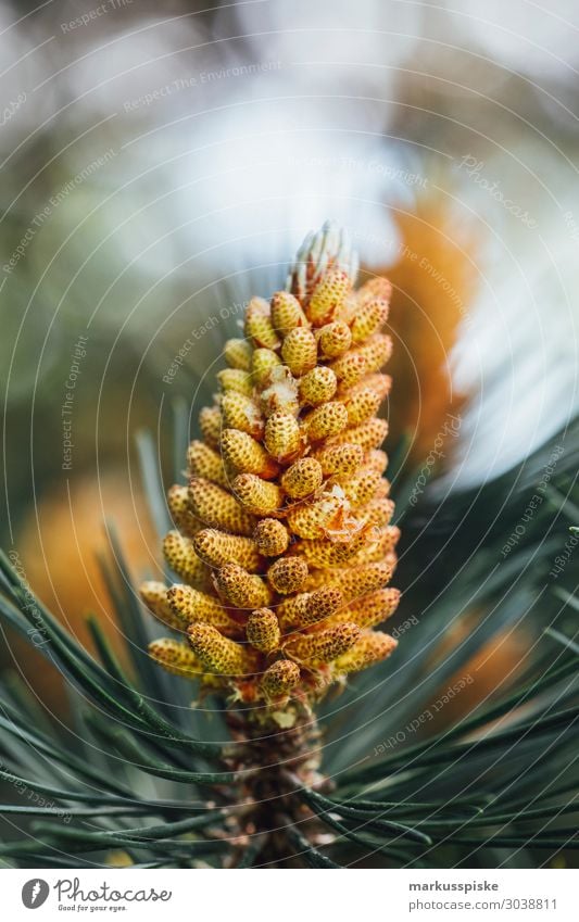 Kiefern Freizeit & Hobby Garten Umwelt Pflanze Tier Sommer Klima Klimawandel Baum Blüte Nutzpflanze Wildpflanze Kiefernnadeln Kiefernzapfen schwarzkiefer