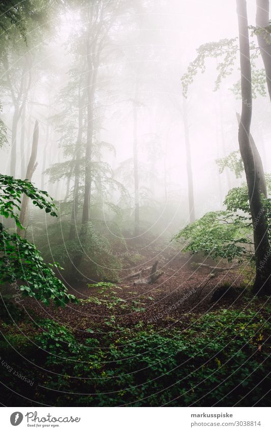 Møns Klint Getränk Natur Landschaft Nebel Baum Wald Urwald dunkel Baltic Sea Europa Moen Mön Mon Mons Klint deep forest Dänemark dry fir branch fir cone