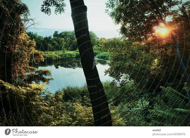 Sommer, draußen Umwelt Natur Landschaft Pflanze Himmel Wolken Horizont Sonne Schönes Wetter Baum Sträucher Grünpflanze Baumstamm Wald Teich See leuchten ruhig