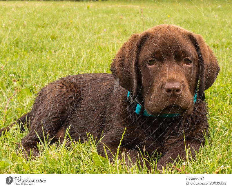 Labrador Tier Haustier Hund 1 Tierjunges liegen Fröhlichkeit braun grün türkis Zufriedenheit Tierliebe Neugier Farbfoto Außenaufnahme Tag Sonnenlicht