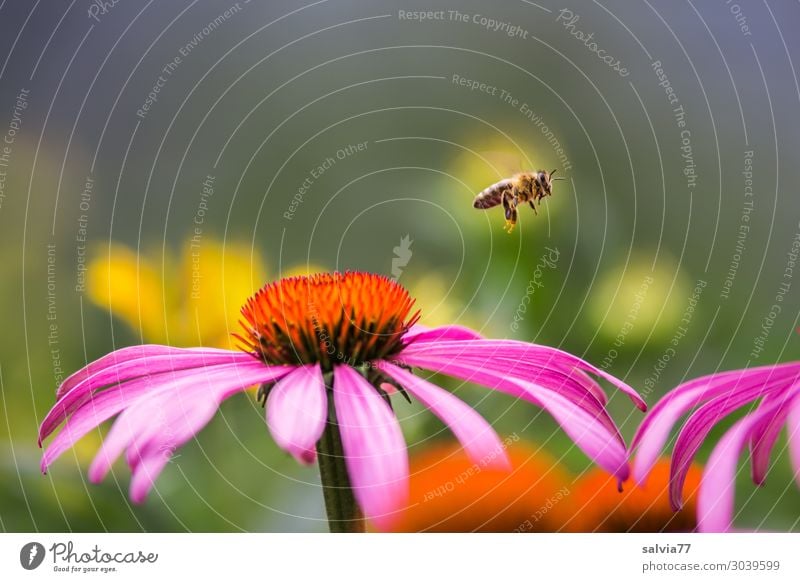 Bienenflug Umwelt Natur Sommer Pflanze Blüte Sonnenhut Roter Sonnenhut Garten Tier Haustier Honigbiene Bienenweide Insekt 1 Blühend Duft fliegen Bewegung Farbe