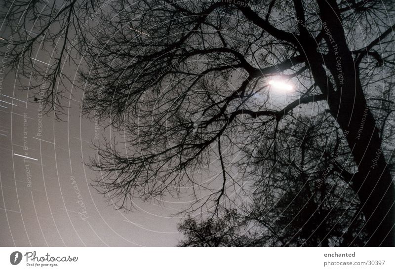 The Voice and the Snake Baum Nachthimmel Stern Langzeitbelichtung Wald Ast Mond