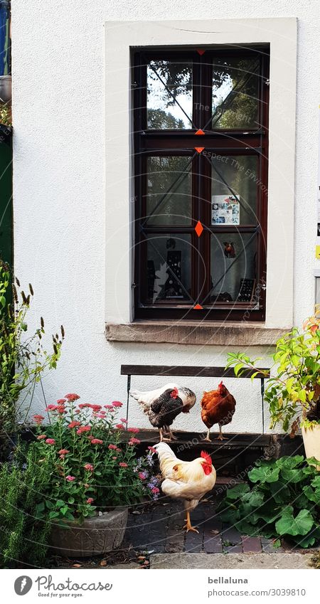 Aller guter Hühner sind 3. Sonnenlicht Frühling Sommer Pflanze Blume Blatt Blüte Grünpflanze Nutzpflanze Wildpflanze Topfpflanze Menschenleer Haus Fassade