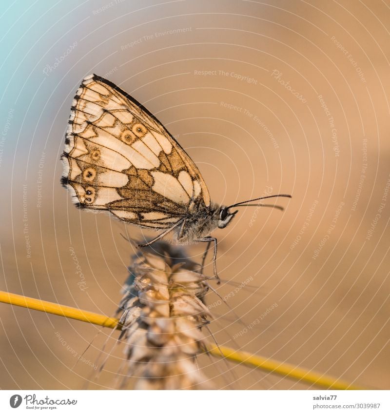 ockergelb Umwelt Natur Sommer Pflanze Nutzpflanze Roggenähren Ähren Halm Stengel Feld Tier Schmetterling Flügel Insekt Schachbrett 1 Wärme braun gold Glück