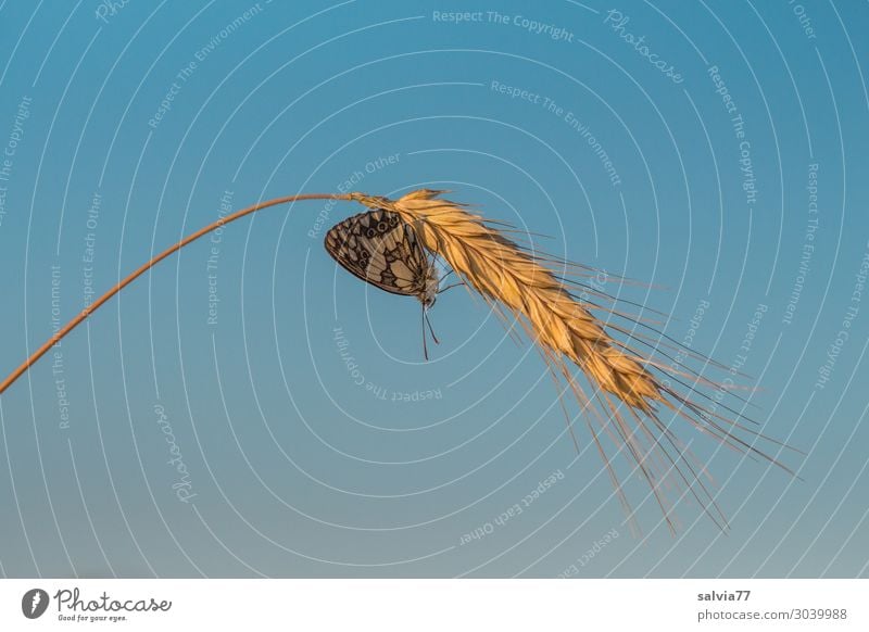 Roggenähre Umwelt Natur Himmel Sommer Schönes Wetter Pflanze Nutzpflanze Roggenähren Getreide Ähren Feld Tier Schmetterling Insekt 1 Wärme blau gold reif Korn