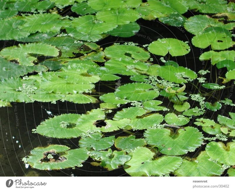 Seerosen Blatt grün Detailaufnahme