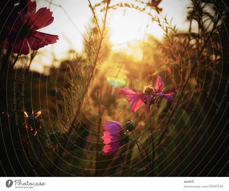 Schmuckkörbchen Umwelt Natur Landschaft Pflanze Sommer Schönes Wetter Blume Blatt Blüte Wildpflanze Garten Wiese Blühend glänzend leuchten violett orange ruhig