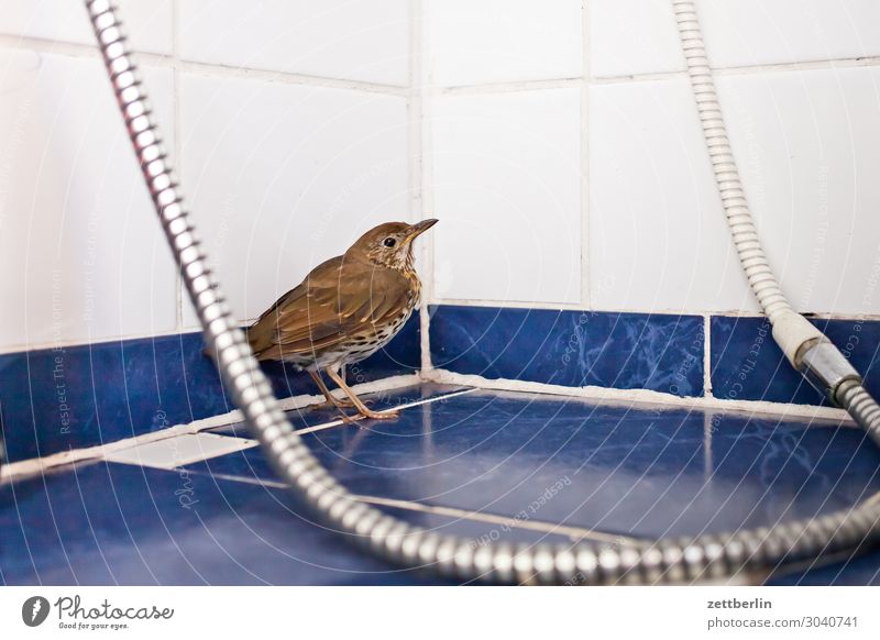 Singdrossel in der Dusche Amsel Lebewesen Drossel Menschenleer Seuche Vogel Singvögel Tod Textfreiraum usutu Virus vogelseuche Dusche (Installation)