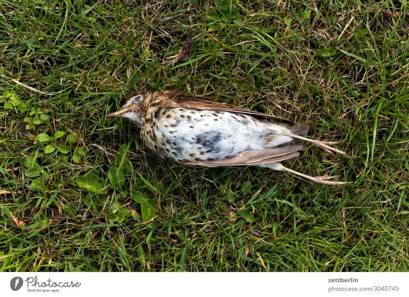 Usutu Amsel artensterben Drossel Menschenleer Seuche Vogel Singvögel Tod Textfreiraum Ende liegen usutu Virus vogelseuche vogelsterben vogelvirus