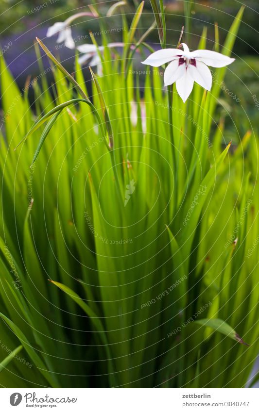 Gladiolus callianthus Menschenleer Textfreiraum Gladiolen sterngladiole Lilien Blume Blüte Blühend Garten Schrebergarten Pflanze Blatt grün