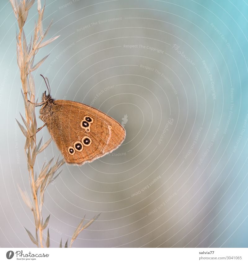 braune Augen Umwelt Natur Sommer Pflanze Gras Gräserblüte Tier Wildtier Schmetterling Insekt 1 blau Stimmung ruhig Design einzigartig Leichtigkeit Pause