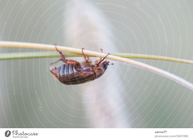 Junikäfer Sport Klettern Bergsteigen Umwelt Natur Sommer Pflanze Halm Ähren Stengel Feld Tier Käfer Insekt 1 krabbeln Wege & Pfade Ziel Farbfoto Gedeckte Farben