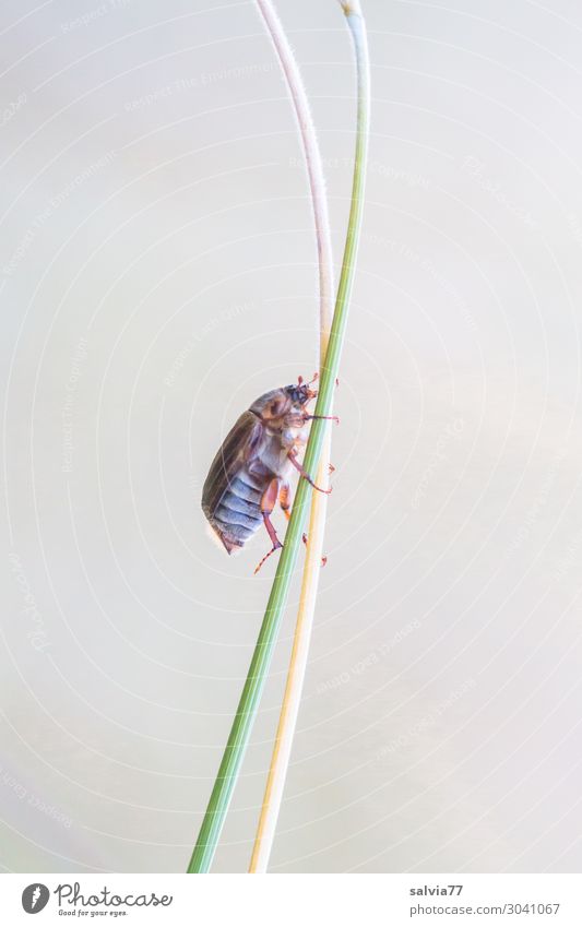 sicher nach oben Umwelt Natur Pflanze Gras Blatt Halm Stengel Wiese Tier Käfer Junikäfer 1 krabbeln Wege & Pfade Ziel Sicherheit aufwärts dual Abzweigung