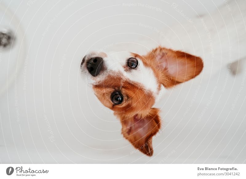 süßer hübscher kleiner Hund in der Badewanne bereit, zu Hause sauber zu werden. Lifestyle Freude Glück Wohnung Freundschaft Tier Frühling Sommer Herbst Winter