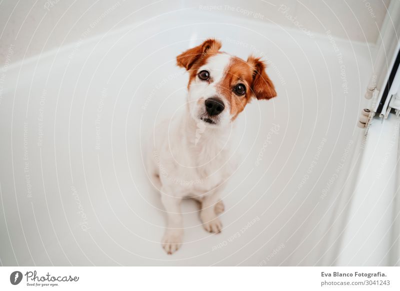 süßer hübscher kleiner Hund in der Badewanne bereit, zu Hause sauber zu werden. Lifestyle Freude Glück Freizeit & Hobby Freundschaft Tier Frühling Sommer Herbst