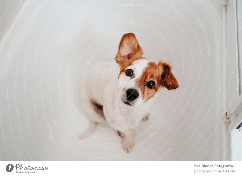 süßer hübscher kleiner Hund in der Badewanne bereit, zu Hause sauber zu werden. Freude Glück Freizeit & Hobby Wohnung Freundschaft Tier Haustier 1 beobachten