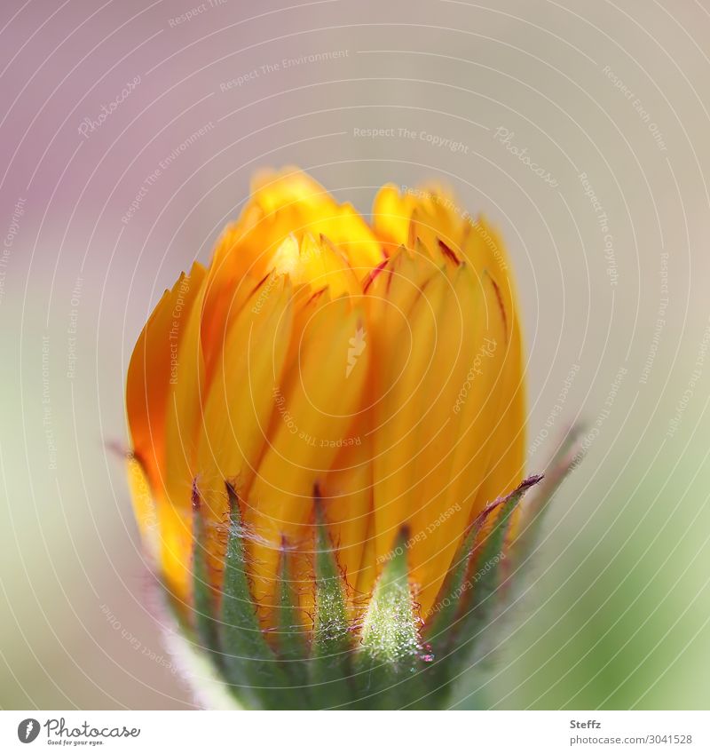 Ringelblume vor dem Erblühen Blütenknospe Calendula Calendula officinalis Jungpflanze Blume Balkonpflanze Balkonblume Lichtschein erblühen orange Blütenblätter