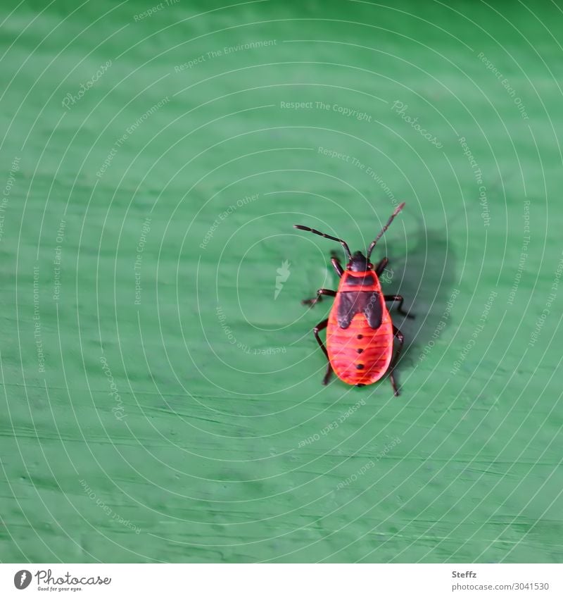 pin up Feuerwanze Gemeine Feuerwanze Wanze Nymphe Pyrrhocoridae Käfer Pyrrhocoris apterus Fühler unterwegs verrückt bemaltes Holz Holzbrett grün-rot rot-grün