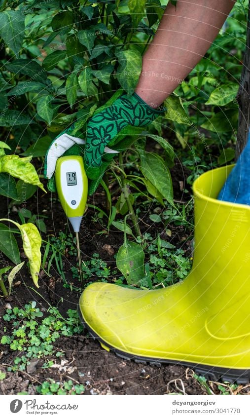 Feuchtebestimmer im Boden. Labor Prüfung & Examen Werkzeug Frau Erwachsene Hand Erde Schutz Kontrolle Feuchtigkeit messen Meter Messung Paprikaschoten Jalapeno