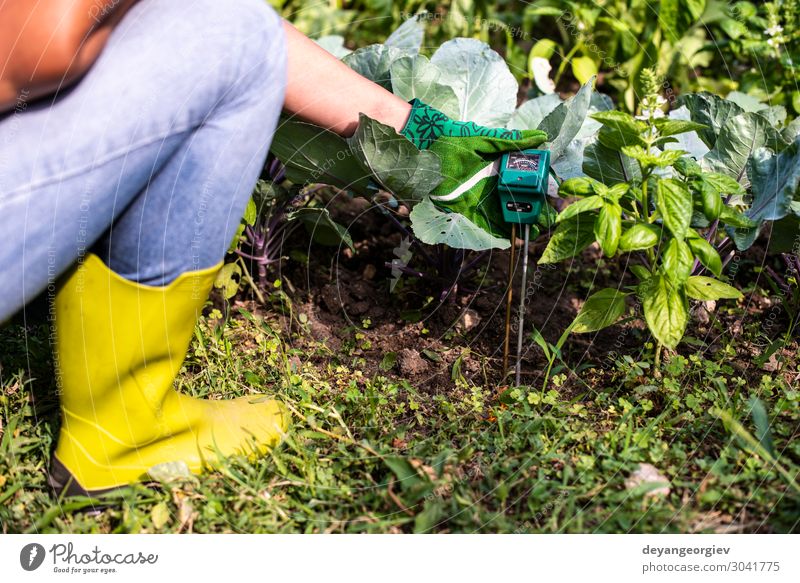 Feuchtebestimmer im Boden. Garten Labor Prüfung & Examen Frau Erwachsene Hand Natur Erde Stiefel grün Feuchtigkeit HP Meter Stickstoff Skala messen Kohlrabi