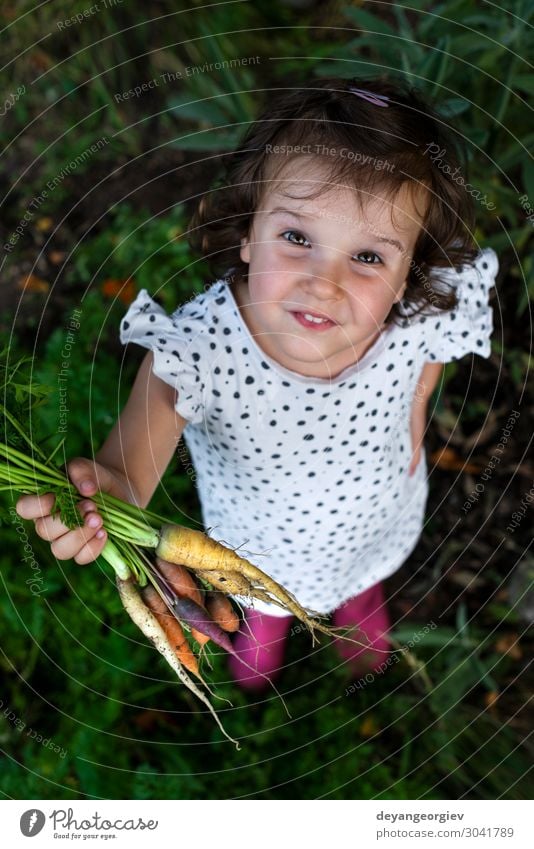 Karotten von einem kleinen Bio-Bauernhof. Ein kleiner Bauer hält Karotten. Gemüse Ernährung Vegetarische Ernährung Diät Garten Gartenarbeit Pflanze Erde