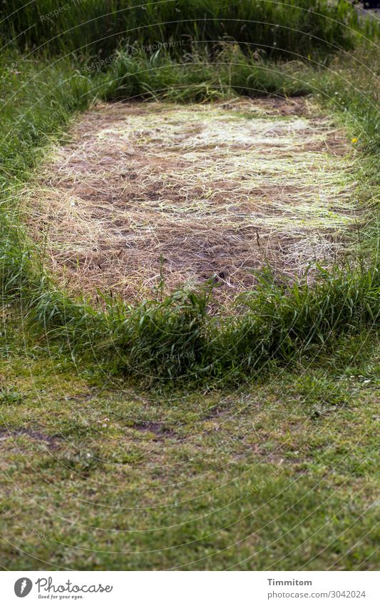 Es ist weg! Ferien & Urlaub & Reisen Umwelt Natur Gras Seeufer Fjord Dänemark Wasserfahrzeug natürlich braun grün Gefühle Vergangenheit verlieren leer Abdruck