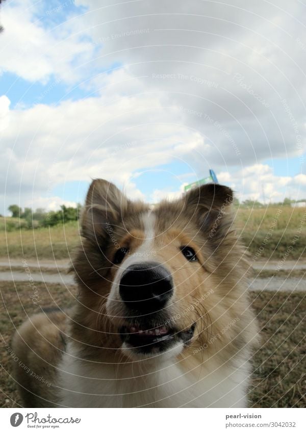 Langnase Haustier Hund Tiergesicht 1 Blick Freundlichkeit Fröhlichkeit kuschlig Neugier Collie Farbfoto Außenaufnahme Textfreiraum oben Schatten Tierporträt