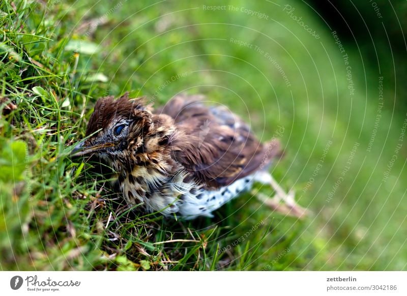 Tote Singdrossel Lebewesen Drossel Menschenleer Seuche Vogel Singvögel Tod Textfreiraum usutu Virus vogelseuche vogelsterben Tierporträt Leiche Gras Wiese