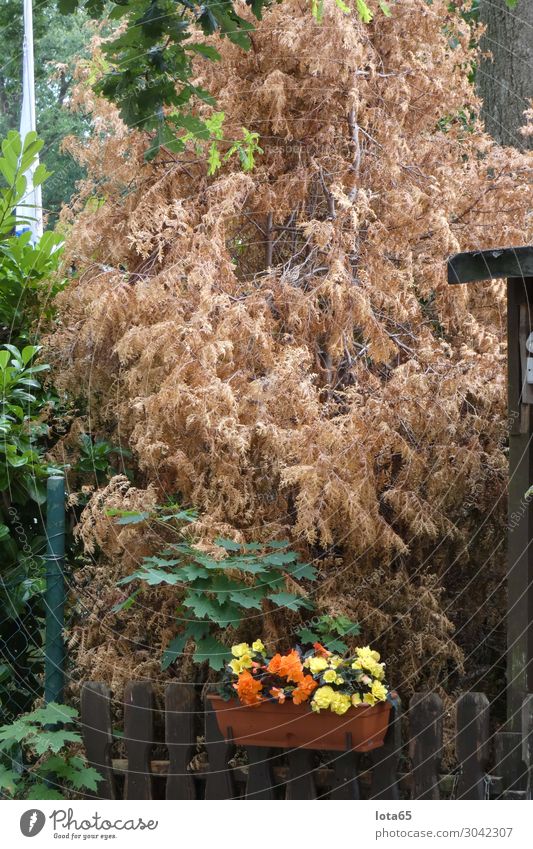 dry Natur Klimawandel Pflanze Baum Sträucher Garten dehydrieren trocken Wärme Farbfoto Außenaufnahme Tag