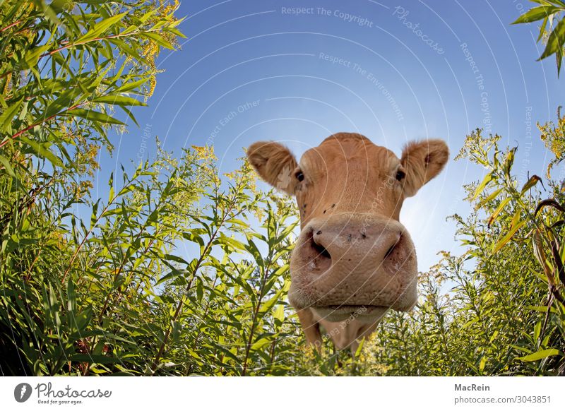 Kuh Landwirtschaft Forstwirtschaft Wiese Nutztier Neugier Ein Tier frontal Rind Maul Paarhufer Geruch Säugetier Vieh Wiederkäuer zutraulich Farbfoto